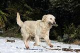 GOLDEN RETRIEVER 791